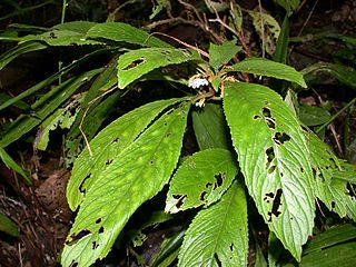 <i>Rhynchotechum</i> Genus of flowering plants