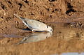 Ring-necked Dove (also known as Cape Turtle Dove), Streptopelia capicola, at Mapungubwe National Park, Limpopo, South Africa (18650778049).jpg