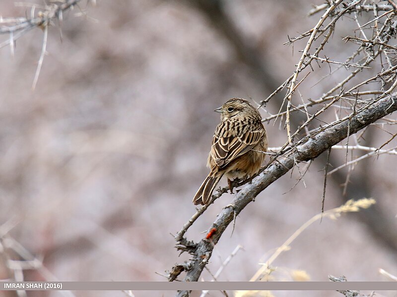 File:Rock Bunting (Emberiza cia) (31765913002).jpg