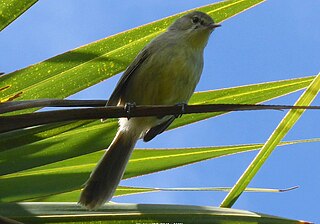 <span class="mw-page-title-main">Rodrigues warbler</span> Species of bird