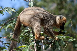 Roodkopmaki (Eulemur rufus)