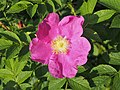 Rosa rugosa, Róża pomarszczona, 2019-05-26