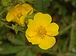 Rosaceae - Potentilla delphinensis- 1. 
 JPG