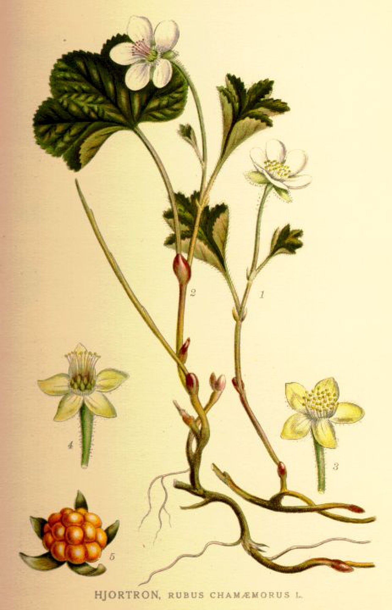 Морошка Ботаническая иллюстрация
