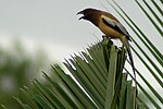 Ockrabukig trädskata (Dendrocitta vagabunda), Asien.
