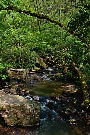 Français : Ruisseau de Bardes, près d'Arifat, Tarn, France. English: Stream of Bardes, near Arifat, Tarn, France.