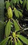 SDC11230 - Rhododendron sutchuenense.JPG