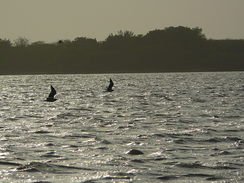 File:SFF Los Flamencos 1.JPG