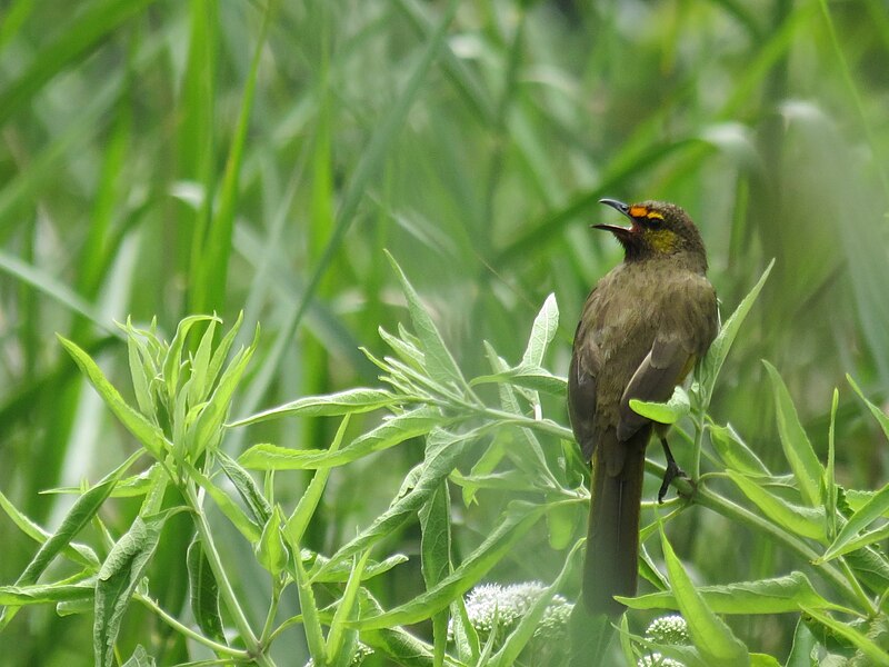 File:SSS Pycnonotus Bimaculatus West Java.jpg