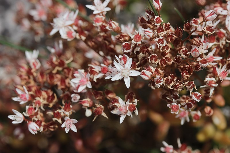 File:Salève 01.08.2017 Unknown flower (37086716831).jpg