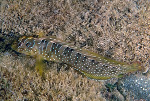 Peacock fish (Salaria pavo)