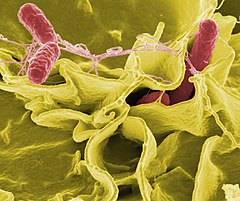 Salmonellabakterid (punased) mikroskoobiga vaadatuna