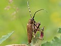 Saperda carcharias (Linnaeus, 1758)