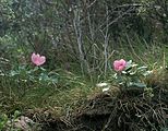 Paeonia mascula subsp. russoi, Sardinien