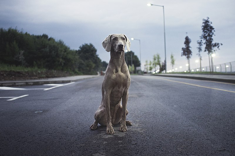 File:Sarafovo, Burgas, Bulgaria (Unsplash).jpg