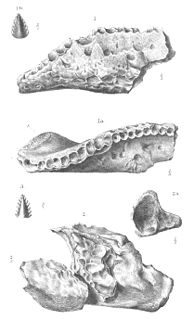 <i>Sarcolestes</i> Genus of reptiles (fossil)