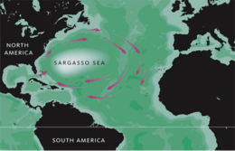 Map of the Sargasso Sea