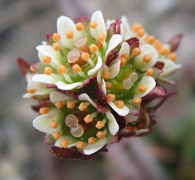 File:Saxifraga nivalis close-up trimmed upernavik 2007-07-02.jpg