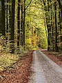 * Nomination Forest path in the Steigerwald near Schönbrunn --Ermell 07:19, 13 December 2019 (UTC) * Promotion  Support Good quality. --Poco a poco 07:38, 13 December 2019 (UTC)