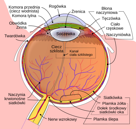 File:Schematic diagram of the human eye pl.svg