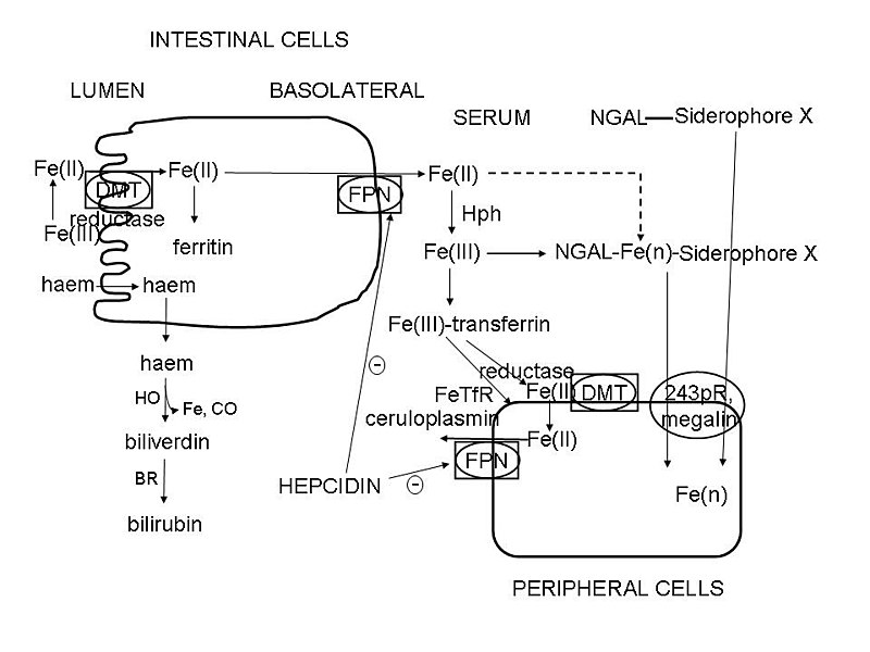 File:Schematic overview of the main elements considered to participate in mammalian iron metabolism.jpg