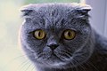 Scottish Fold cat (blue).jpg