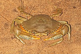 Scylla serrata Mud Crab.jpg