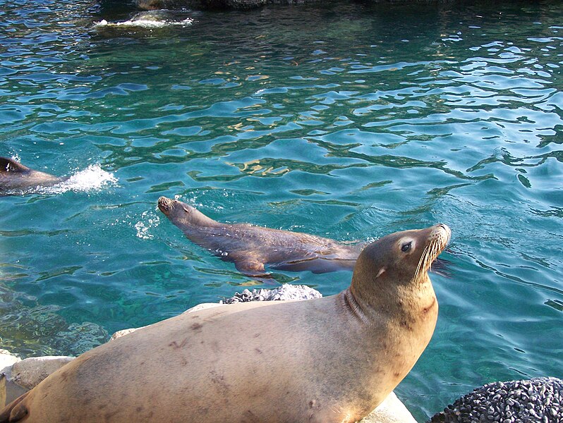 File:SeaWorld Orlando097.jpg