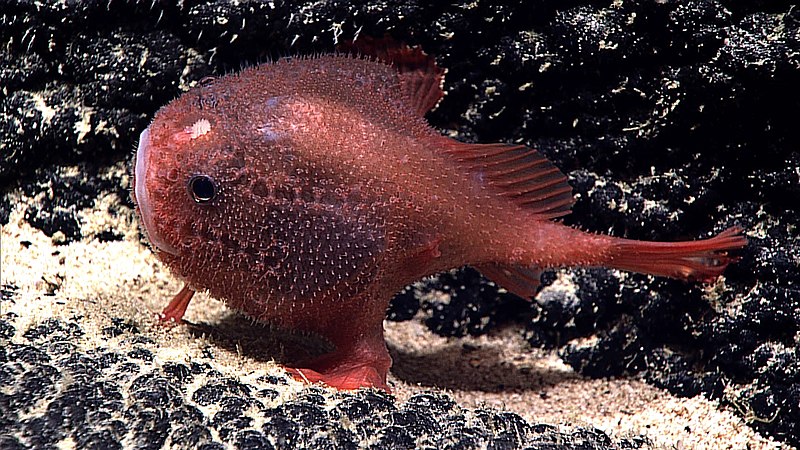 File:Sea toad (Chaunacops cf. melanostomus).jpg