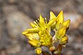 Sedum rupicola