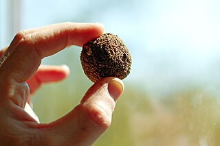 <span class="mw-page-title-main">Seed ball</span> Man-made ball of clay with seeds inside