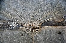 Versteinerte Seelilie aus dem Schwarzen Jura bei Holzmaden