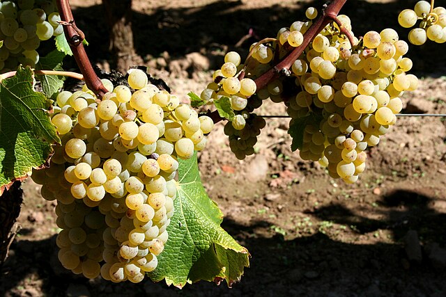 Sémillon grapes in Barsac