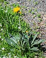 Senecio doronicum