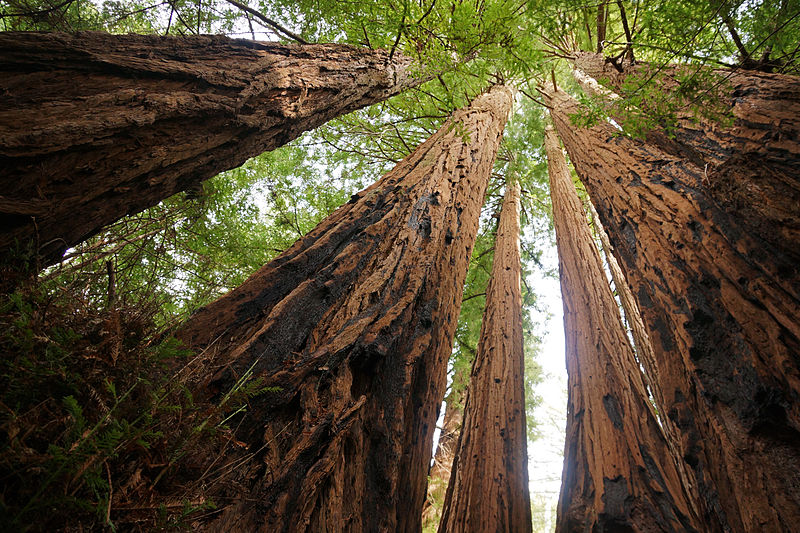 File:Sequoia sempervirens Big Basin Redwoods State Park 4.jpg