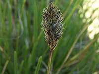 Sesleria varia