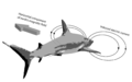 Shark Orientation Sensing 1.png