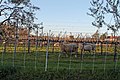 Sheep in Sonoma County, California (9169745813).jpg