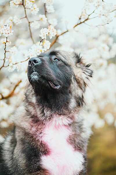 File:Shepherd Dog In Bloom (47807366832).jpg