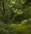 Sherwood Forest IMG 6765 - panoramio.jpg