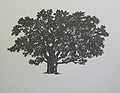 A version of the tree logo from the 1973-74 catalog, depicting the "Graduation Elm"