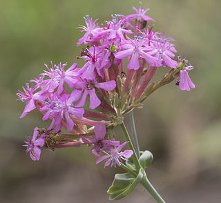 <i>Atocion</i> Genus of Caryophyllaceae plants