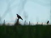 Silhouette of a Tasmanian wedge-tailed eagle and a forest raven on a farm fence.jpg