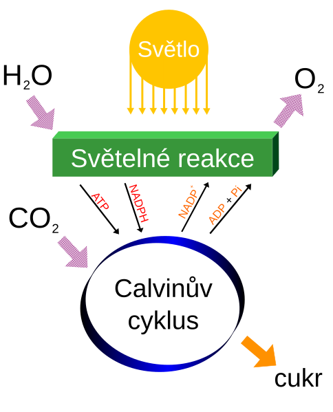 File:Simple photosynthesis overview cs.svg