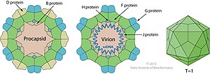 Miniatura para Microviridae