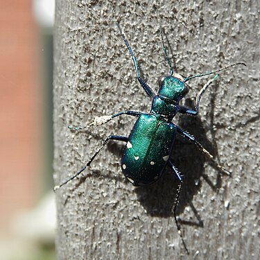 Six-Spotted Tiger Beetle (Cicindela sexguttata)