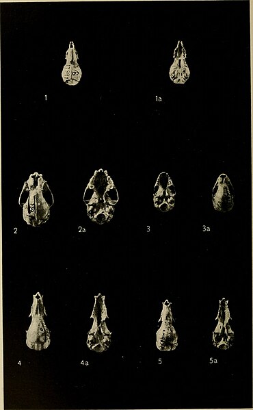 File:Skulls of small mammals of Panama - Smithsonian miscellaneous collections (1921) (14784829252).jpg