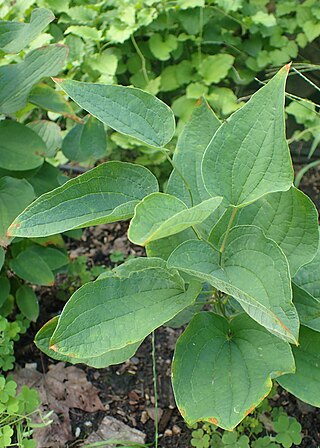 <i>Smilax <span style="font-style:normal;">sect.</span> Nemexia</i> Group of flowering plants