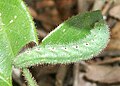 Housenka běláska Colotis euippe na listu Capparis sepiaria