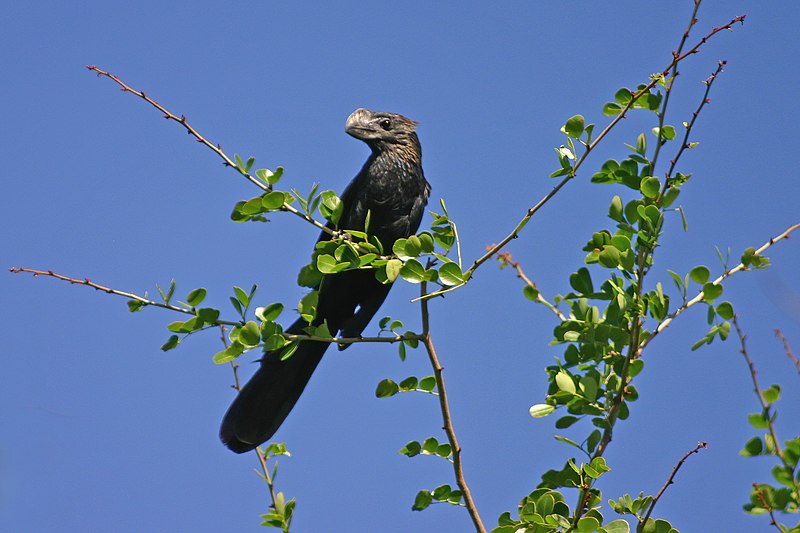 File:Smooth-billed ani.jpg